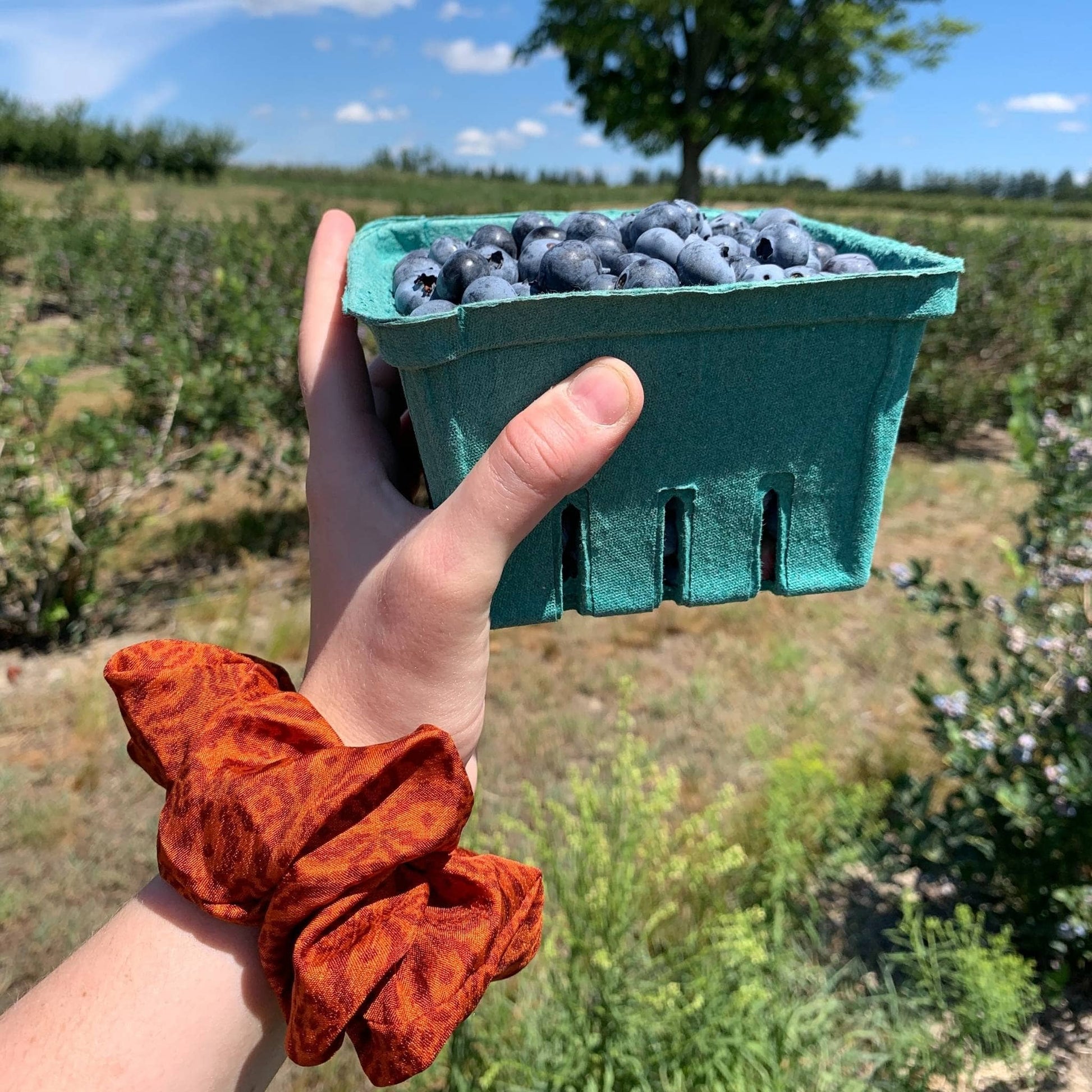 Hand of a model holding up a basket of blueberries with an orange sari silk hand scrunchie on their wrist.